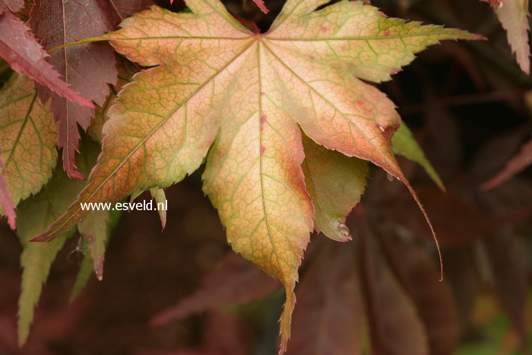 Acer palmatum