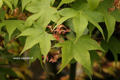 Acer palmatum 'Pam Trawick'