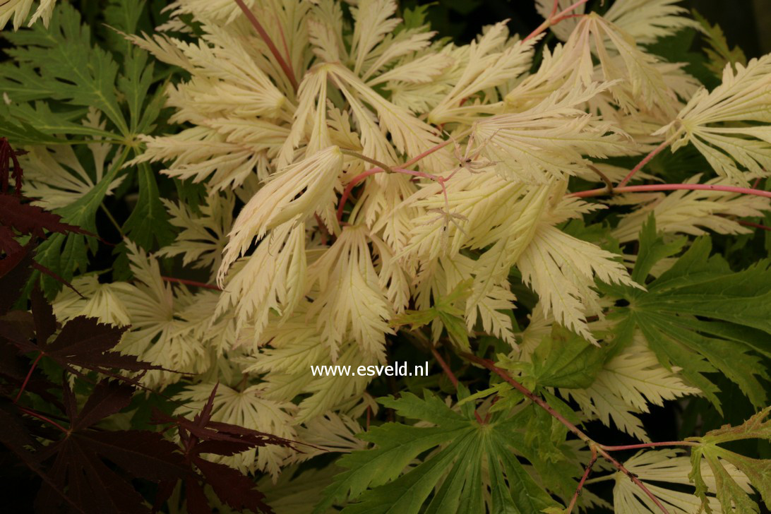 Acer japonicum 'Kujaku nishiki'
