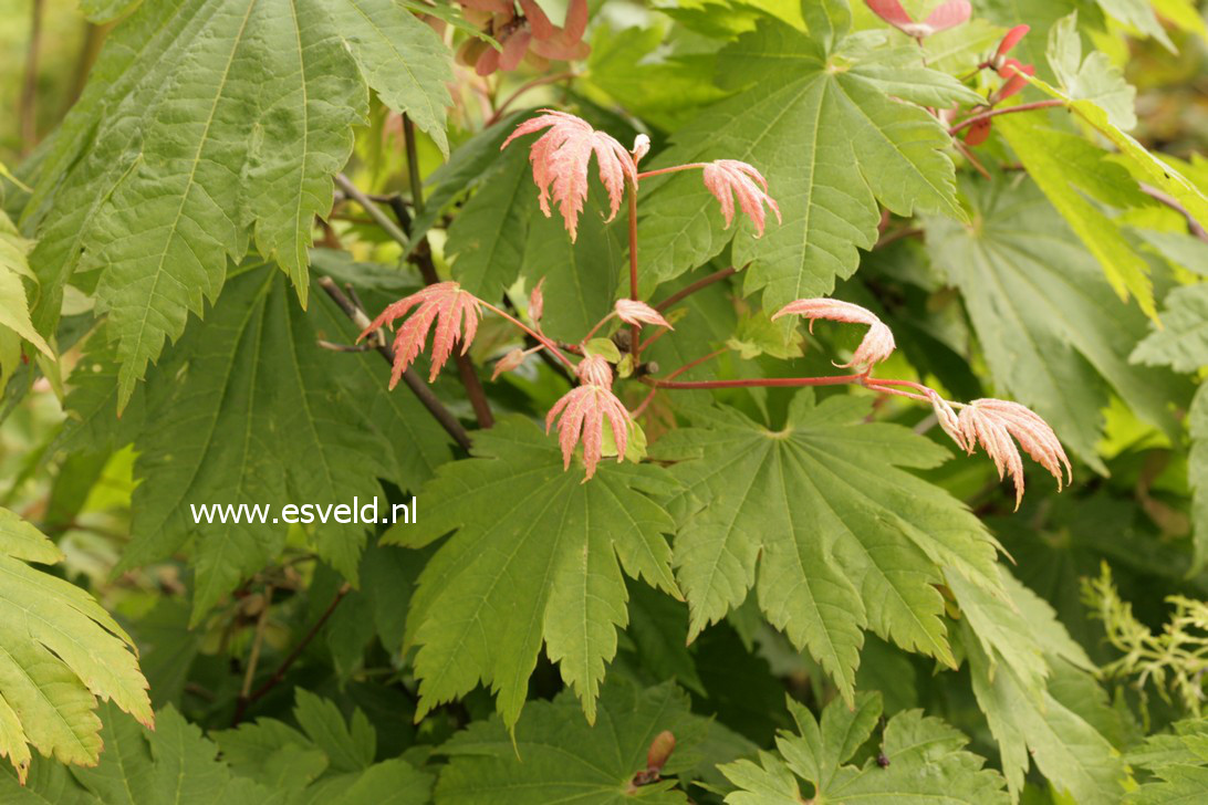 Acer japonicum 'Oh isami'