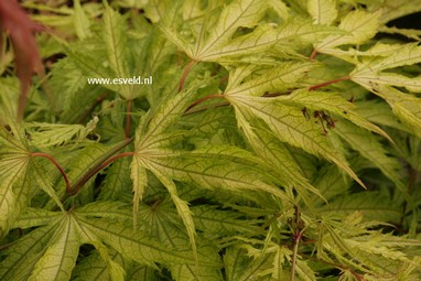 Acer palmatum 'Tiger Rose'