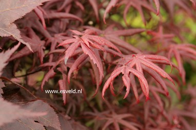 Acer palmatum 'Peve Starfish'