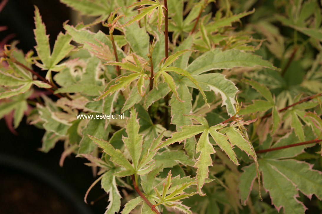 Acer palmatum 'Kagiri nishiki'