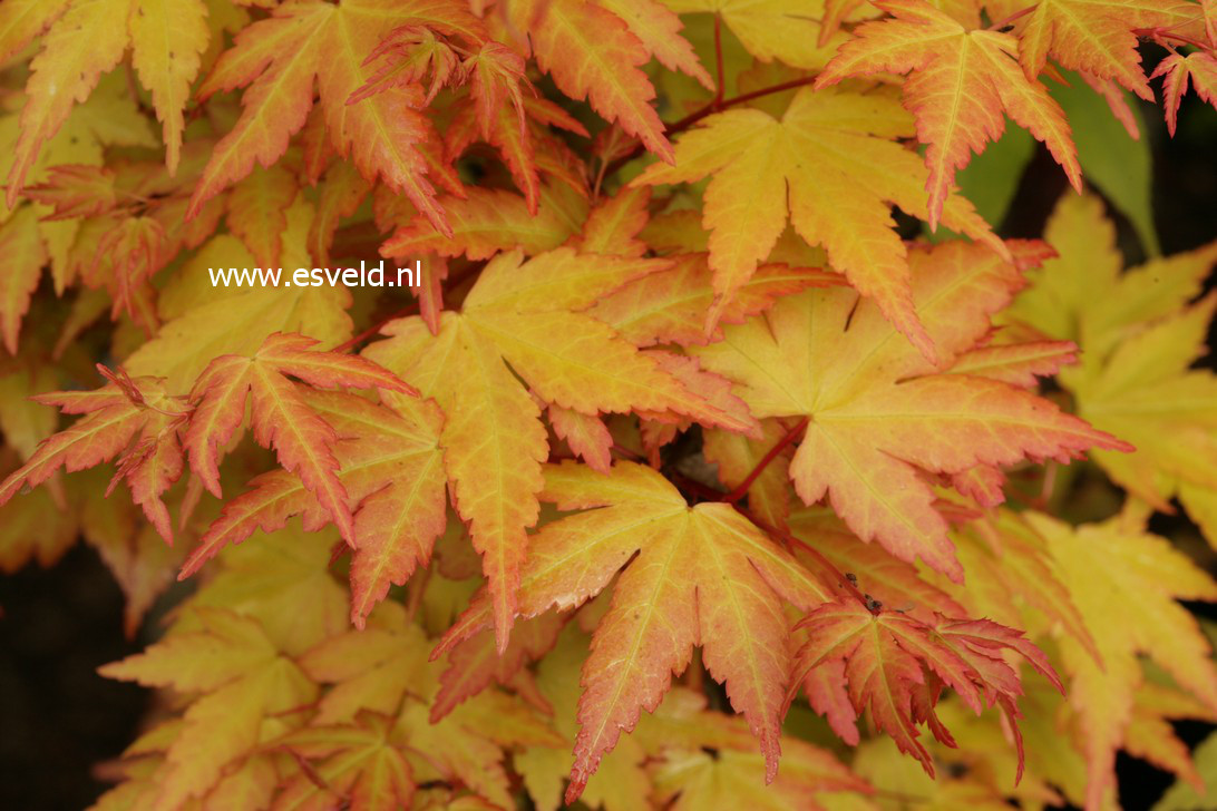 Acer palmatum 'Akane'