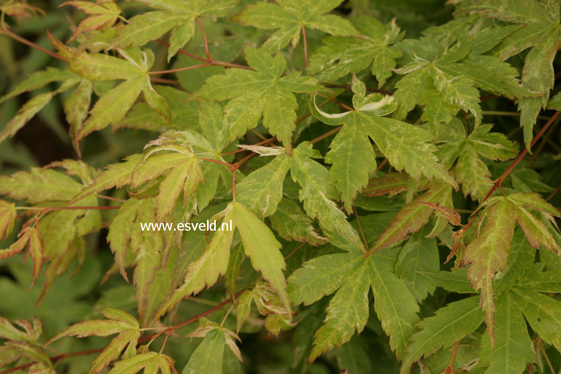 Acer palmatum 'Kingsville Variegated'