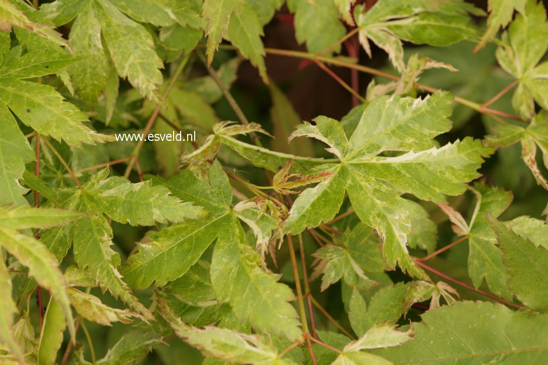 Acer palmatum 'Kingsville Variegated'