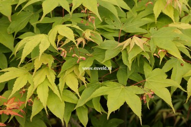 Acer palmatum 'Pam Trawick'