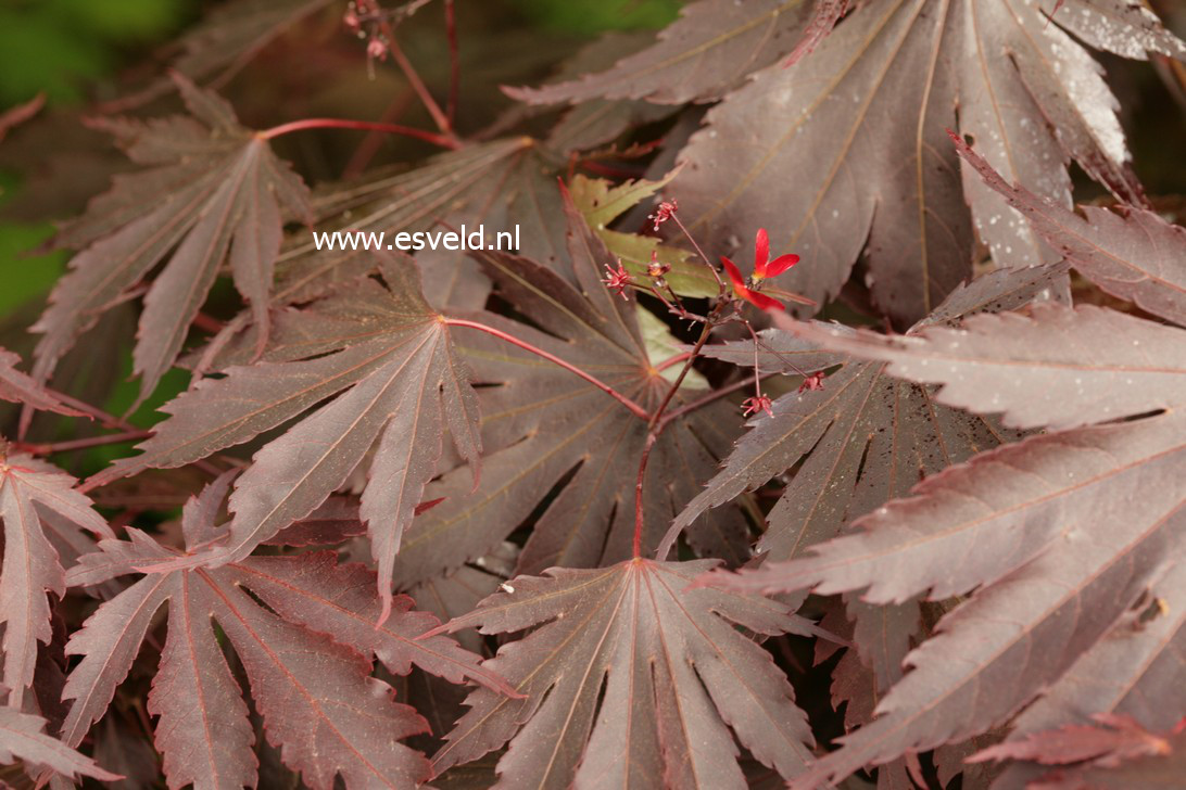 Acer shirasawanum 'Yasemin'