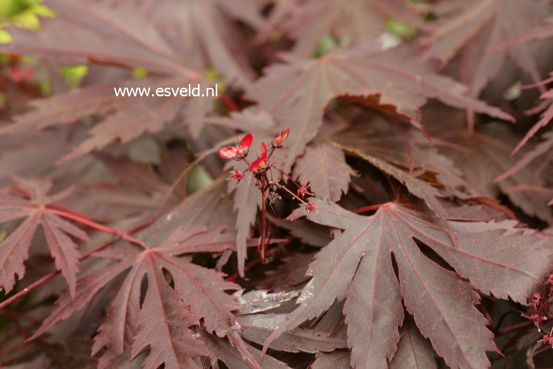 Acer shirasawanum 'Yasemin'