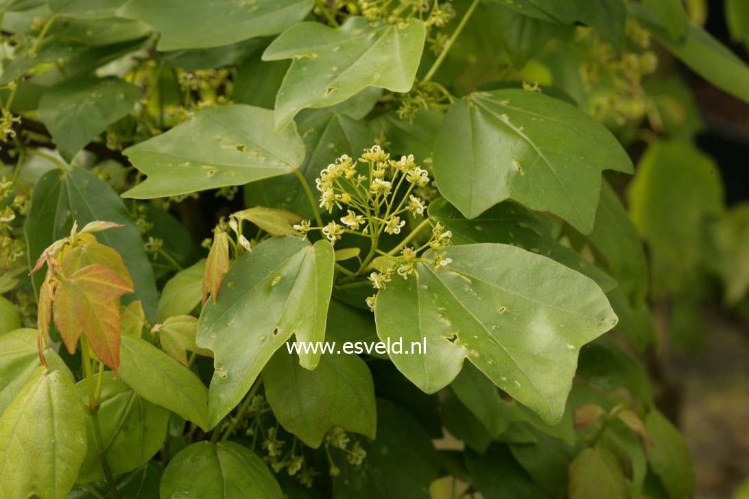 Acer buergerianum ssp. ningpoense