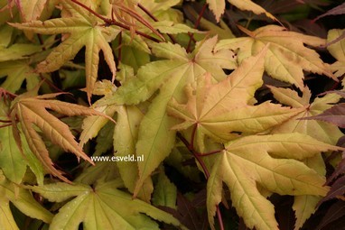 Acer palmatum 'Takatori'