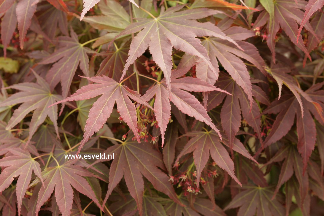 Acer palmatum 'Chikuma no'