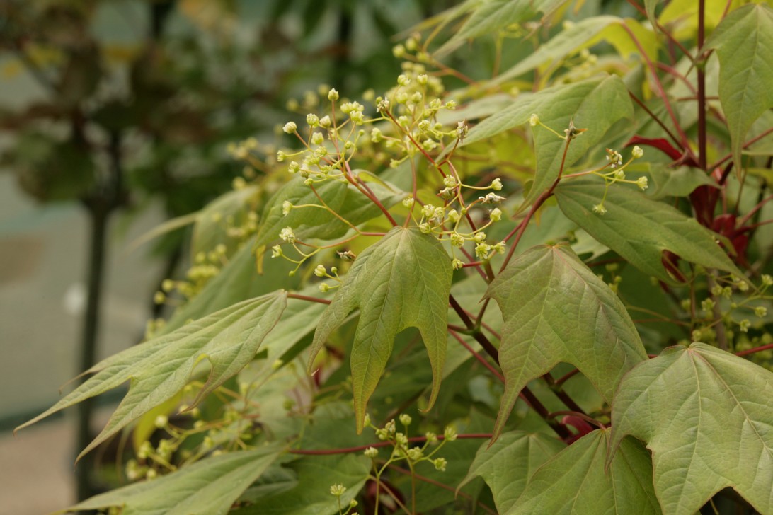 Acer longipes