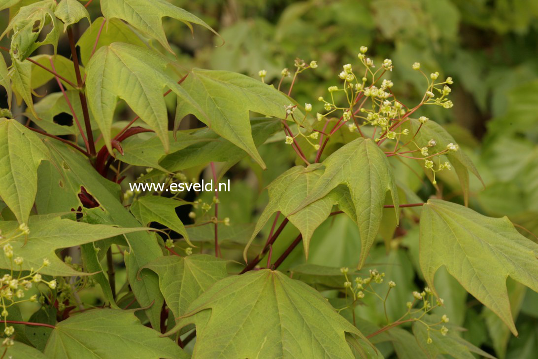 Acer longipes