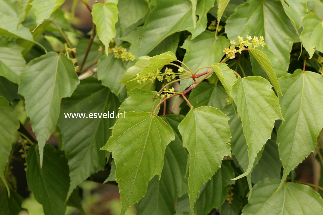 Acer rubescens