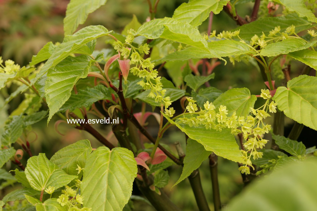 Acer davidii 'Ernest Wilson'