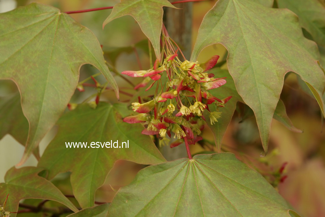 Acer calcaratum