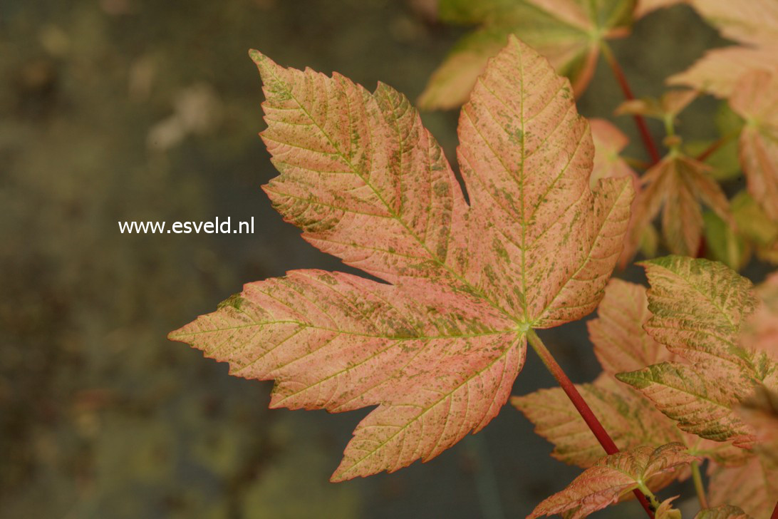 Acer pseudoplatanus 'Eskimo Sunset'