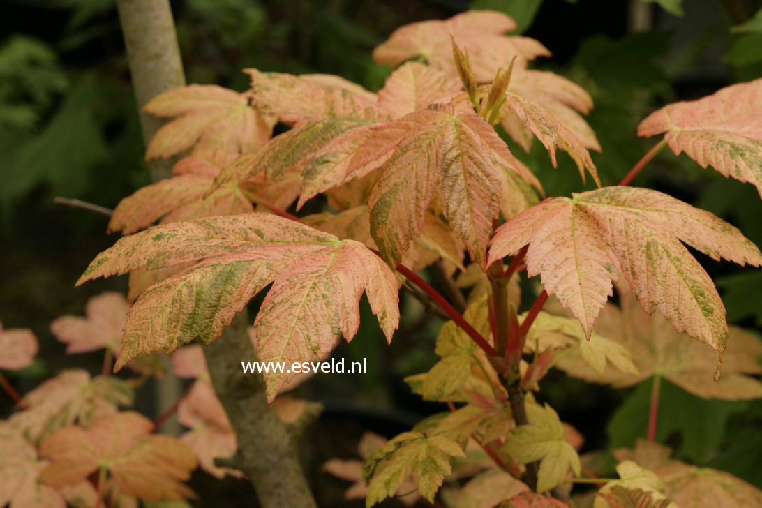 Acer pseudoplatanus 'Eskimo Sunset'