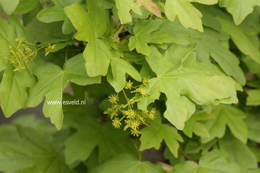 Acer campestre 'William Caldwell'