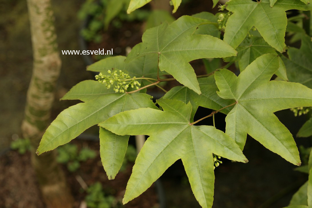 Acer campbellii ssp. sinense