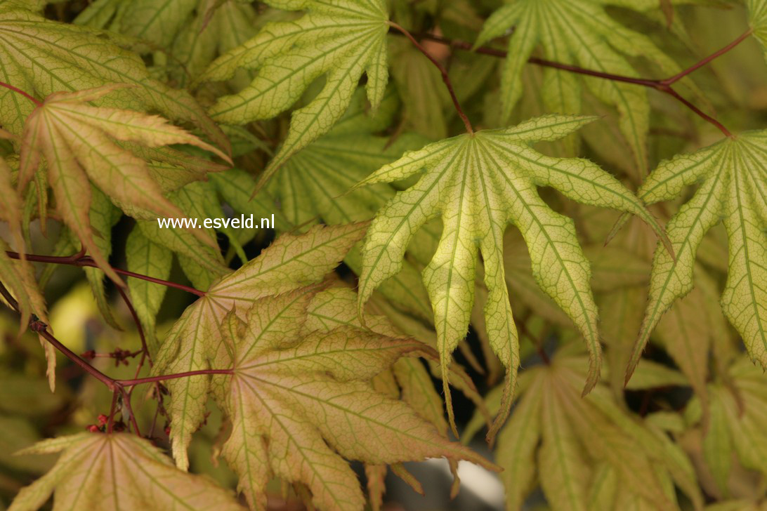 Acer palmatum 'Beni shigatatsu sawa'