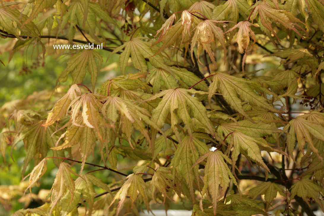 Acer palmatum 'Beni shigatatsu sawa'