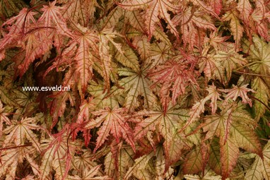 Acer palmatum 'Reticulatum Como'