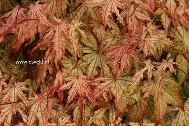 Acer palmatum 'Reticulatum Como'