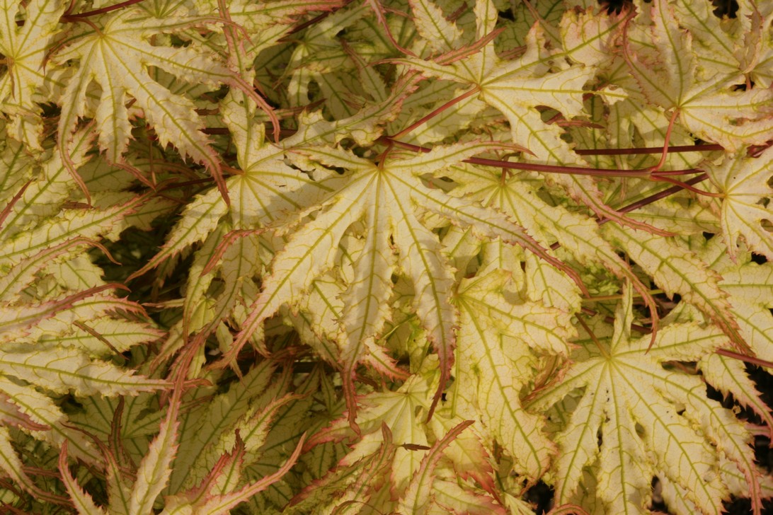 Acer palmatum 'First Ghost'