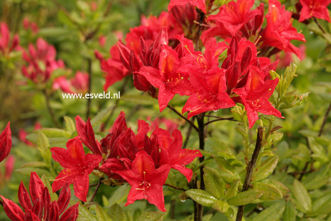Azalea 'Diorama'