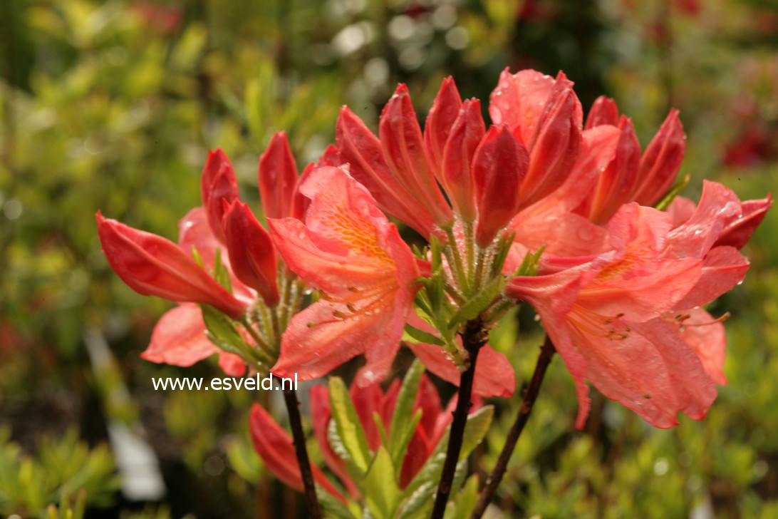 Azalea 'Apple Blossom'