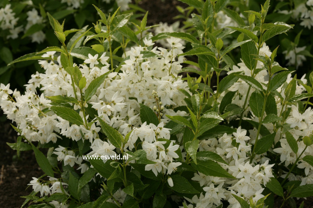 Deutzia gracilis