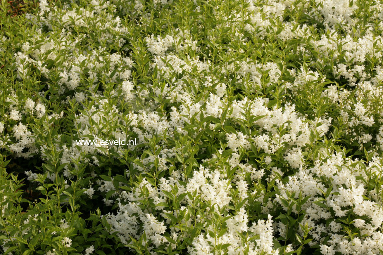 Deutzia gracilis