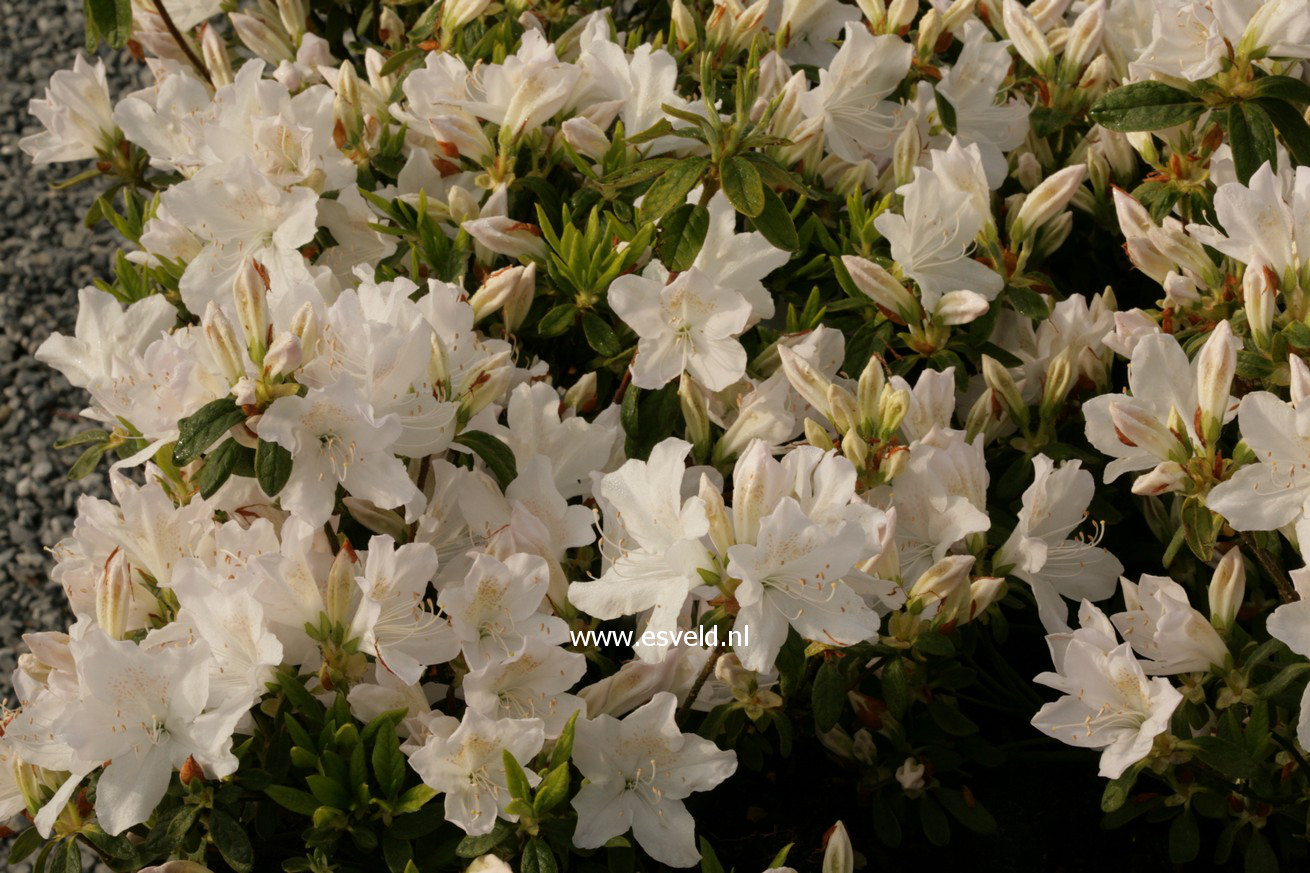 Azalea 'Adonis'