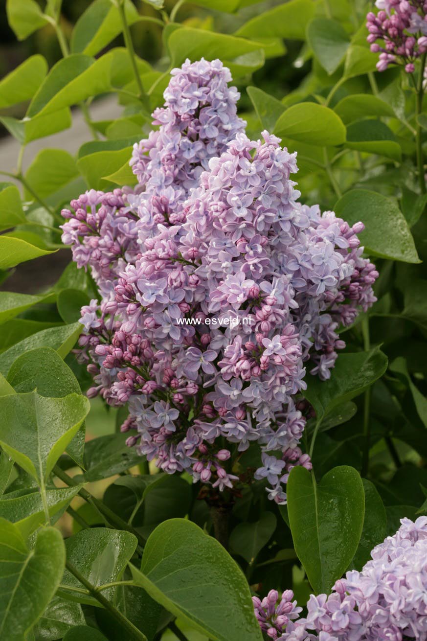 Syringa vulgaris 'Evert de Gier' (CARPE DIEM)