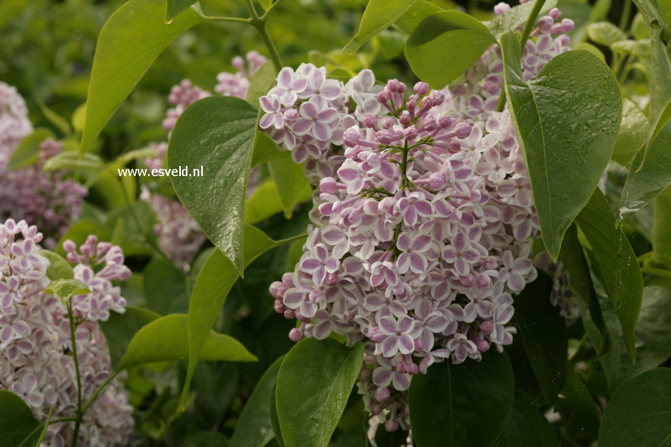 Syringa vulgaris 'Lila Wonder'