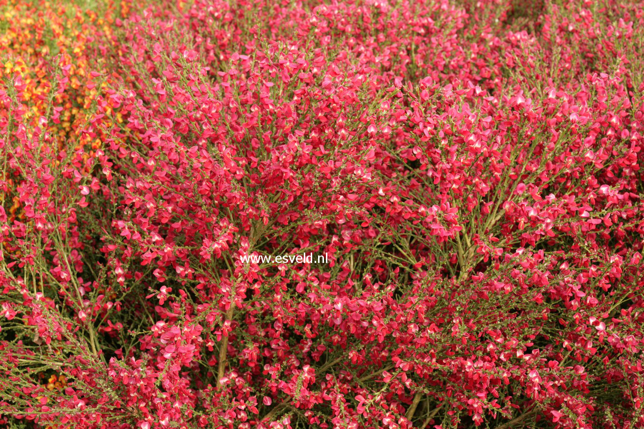 Cytisus praecox 'Boskoop Ruby'