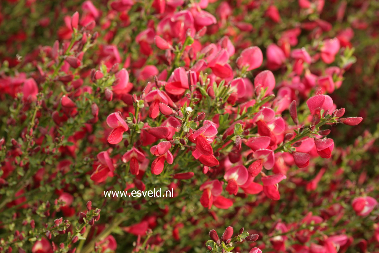 Cytisus praecox 'Boskoop Ruby'