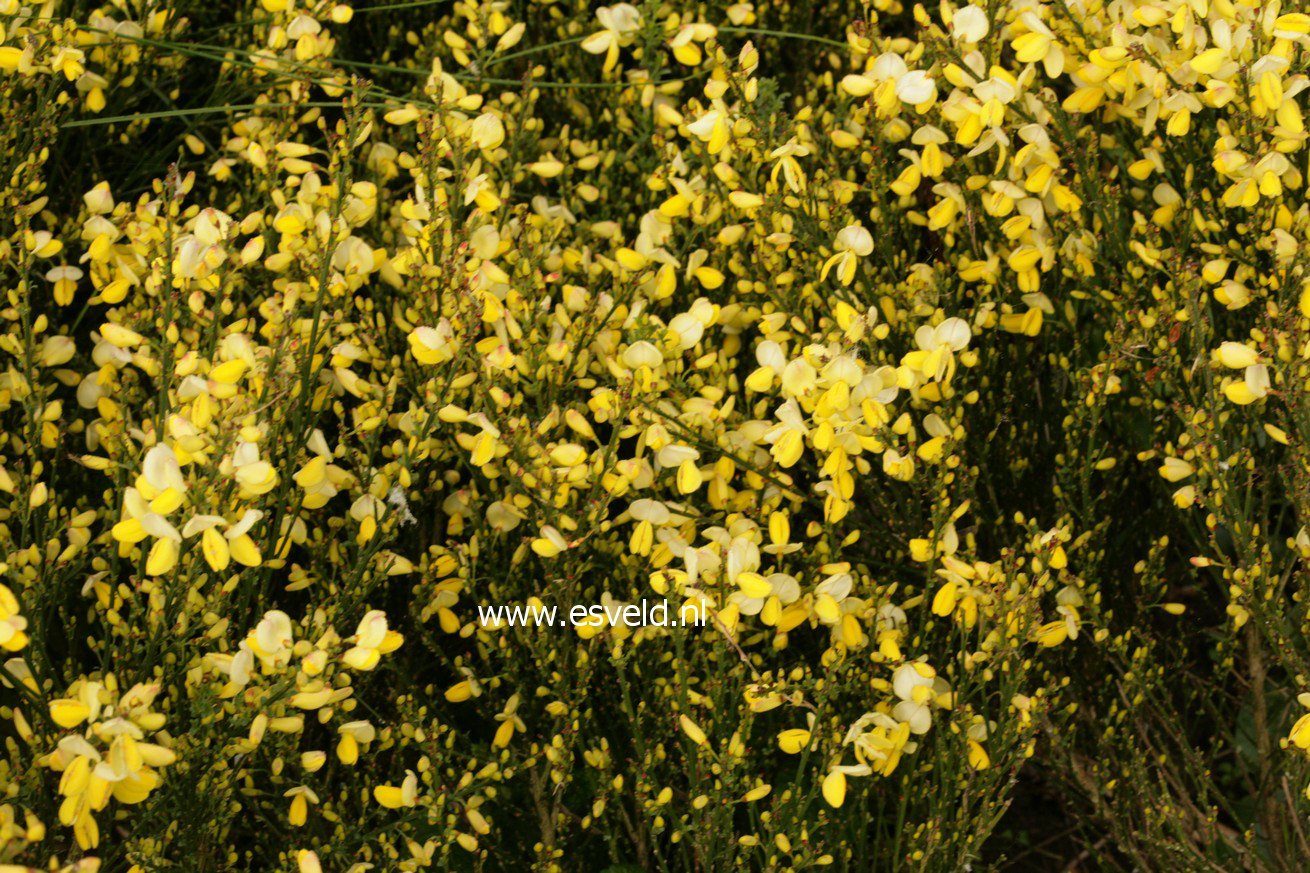 Cytisus 'Dukaat'