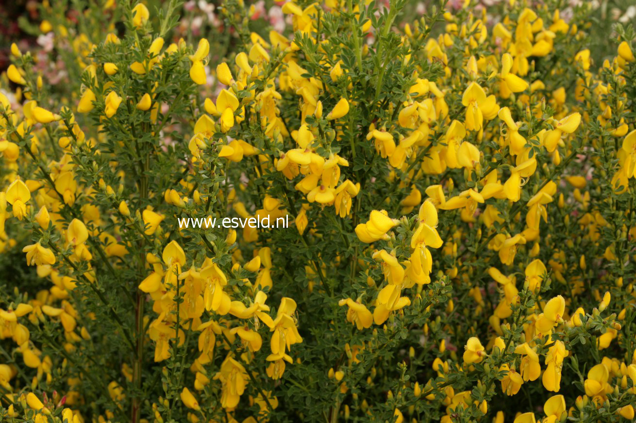 Cytisus 'Luna'