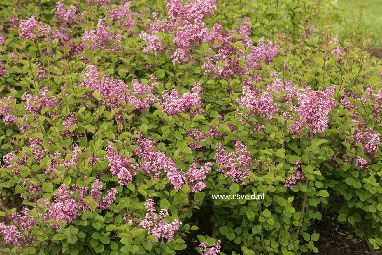 Syringa meyeri 'Pink Perfume' (BLOOMERANG)