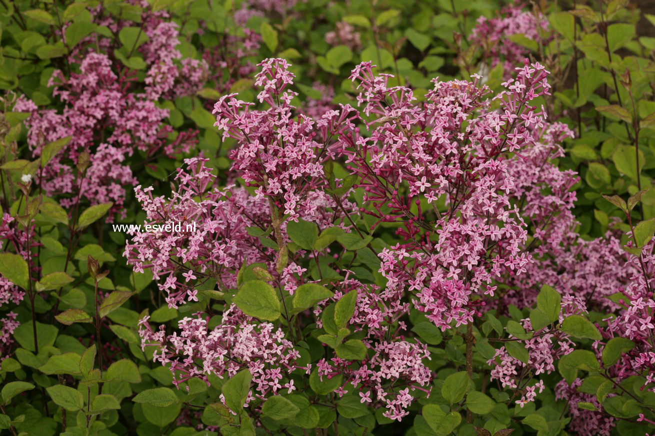 Syringa meyeri 'Pink Perfume' (BLOOMERANG)