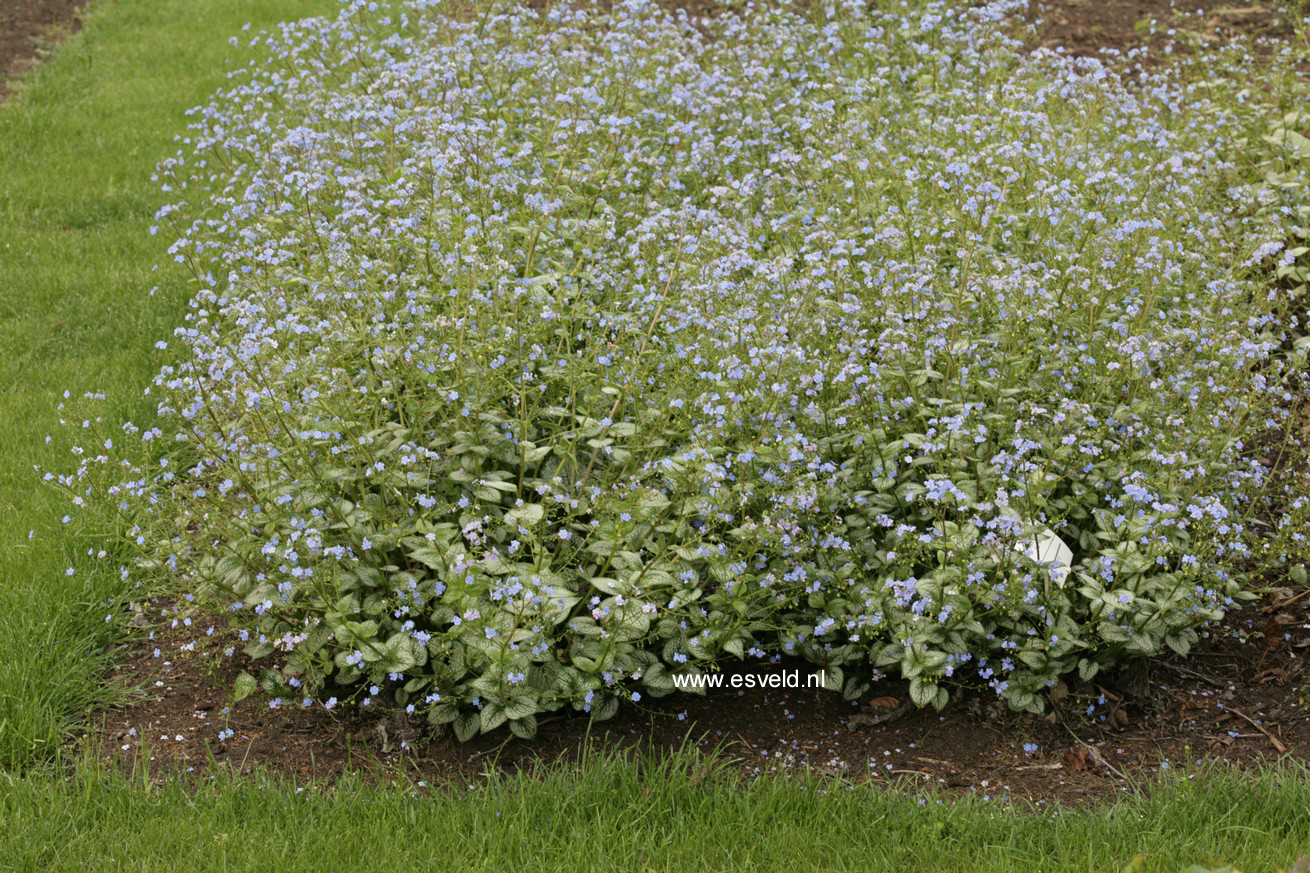 Brunnera macrophylla 'Sea Heart'