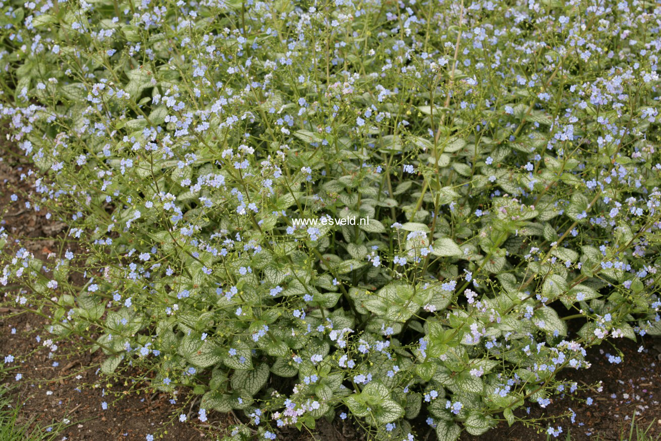 Brunnera macrophylla 'Sea Heart'