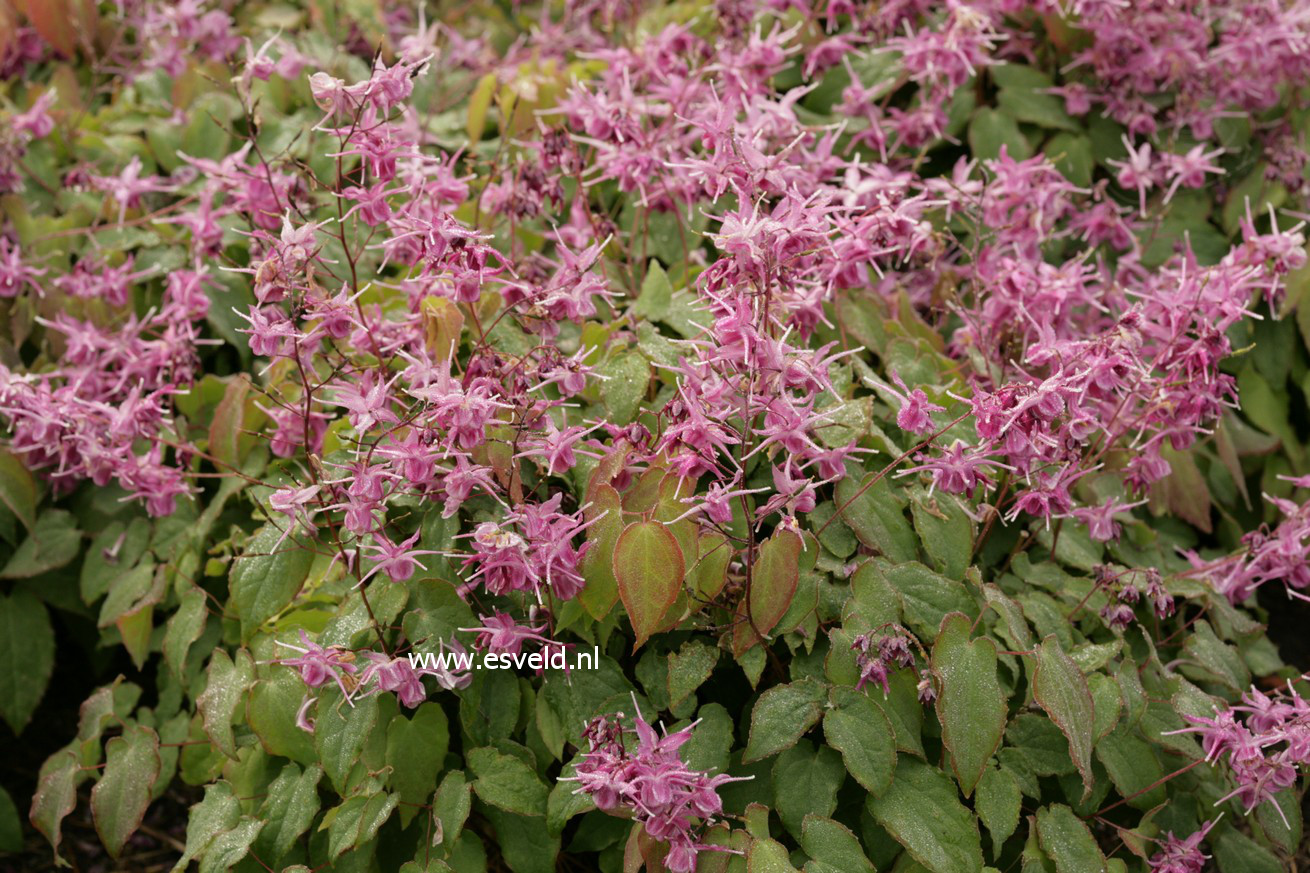 Epimedium grandiflorum 'Lilafee'