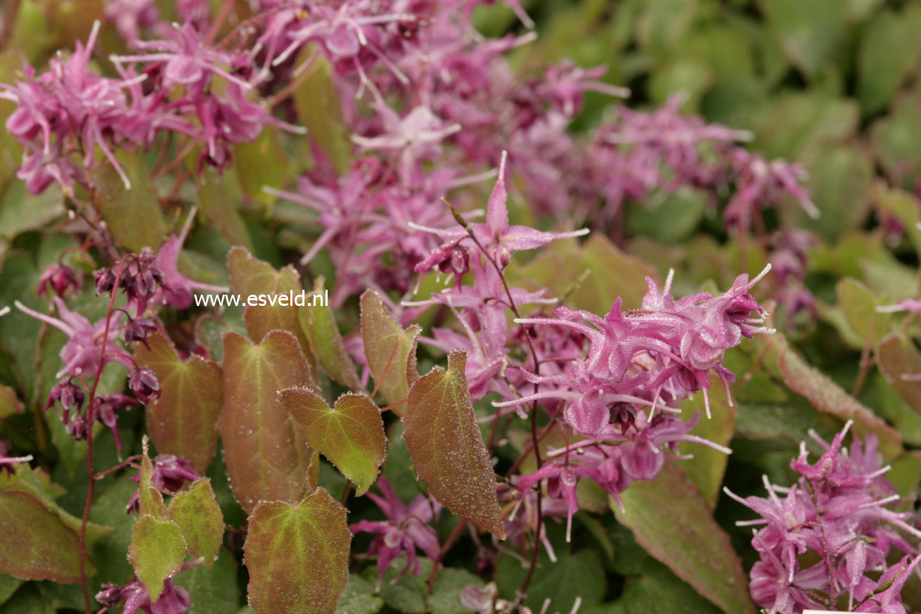 Epimedium grandiflorum 'Lilafee'