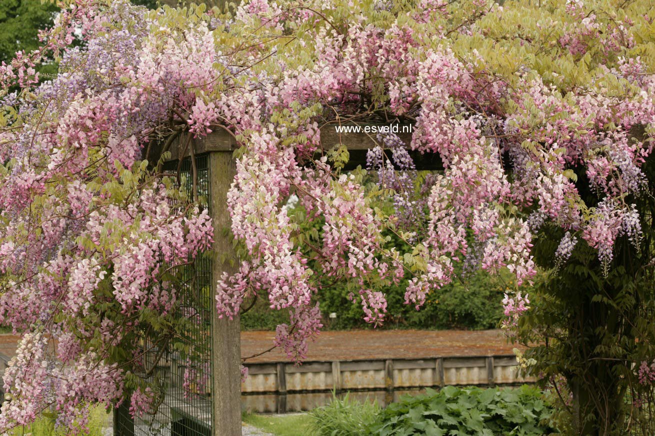 Wisteria floribunda 'Honbeni' (PinkIce/Rosea)