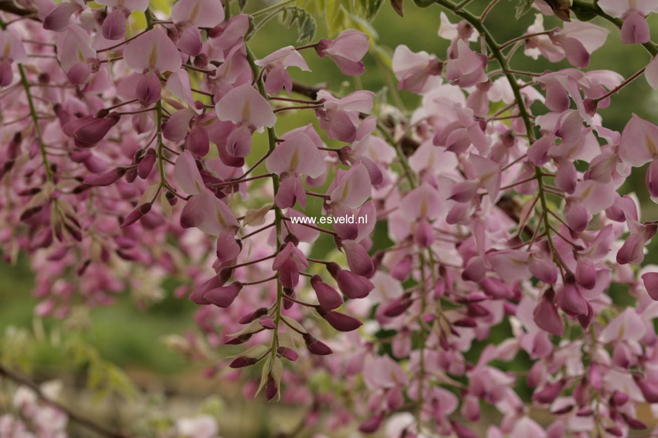 Wisteria floribunda 'Honbeni' (PinkIce/Rosea)