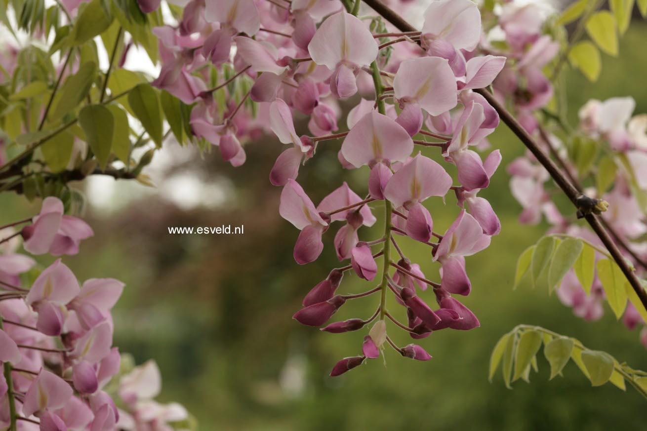 Wisteria floribunda 'Honbeni' (PinkIce/Rosea)